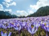 piante-di-crocus-su-un-prato-parco-nazionale-dei-tatra