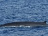 lavvistamento-della-balena