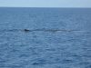 balena-nel-santuario-pelagos