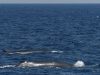 balene-nel-mar-ligure