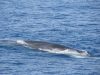 la-balenottera-comune-nel-mar-ligure