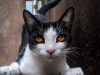 sibilo-il-sibilo-un-chiaro-segnale-di-nervosismo-nei-gatti-servono-a-mandare-un-avvertimento-minaccioso-ad-altri-gatti-ma-valgono-anche-per-gli-esseri-umani