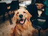 5-labrador-i-cuccioli-sono-esuberanti-perfetti-per-le-famiglie-dallo-stile-di-vita-attivo