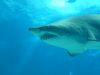 lo-squalo-bianco-pesa-dai-680-ai-1000-kg
