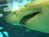 lo-squalo-bianco-raggiunge-i-5-metri-di-lunghezza