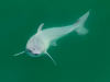 lo-squalo-bianco-appena-nato-fotografato-per-la-prima-volta