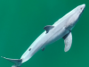 lo-squalo-bianco-nelle-foto-di-carlos-gauna