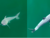 le-foto-dello-squalo-bianco-appena-nato