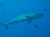 il-nome-scientifico-del-grande-squalo-bianco-carcharodon-carcharias