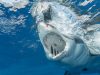 lo-squalo-bianco-considerato-una-specie-in-via-di-estinzione