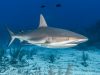 lo-squalo-bianco-nuota-si-trova-nelle-acque-superficiali-costiere-di-tutti-i-principali-oceani