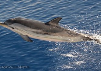 Balene e delfini a Genova, gli avvistamenti durante le escursioni in mare, foto