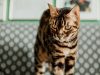 bengal-il-bengal-ha-un-mantello-unico-che-ricorda-quello-di-un-leopardo-e-di-un-gatto-leopardo-con-cui-imparentato-frutto-di-incroci-tra-gatti-domestici-e-il-leopardo-asiatico