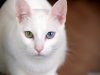 il-gatto-khao-manee-ha-un-mantello-bianco-puro-ed-amato-per-la-sua-natura-affettuosa-e-giocosa