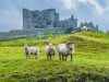 irlanda-pecore-a-rock-of-cashel