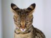 savannah-il-savannah-alto-snello-e-dal-mantello-maculato-spettacolare-risultato-dellincrocio-tra-un-serval-africano-e-un-gatto-domestico