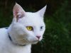 khao-manee-gatto-originario-della-thailandia-dagli-occhi-straordinari-che-possono-essere-blu-verdi-o-anche-di-colori-diversi-eterocromia