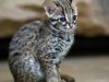 gatto-leopardo-il-prionailurus-bengalensis-originario-dellasia-orientale-e-ha-un-mantello-maculato-che-ricorda-quello-del-felino-maggiore-minacciato-dalla-perdita-dellhabitat