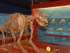 il-museo-degli-orsi-a-san-cassiano