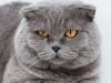 scottish-fold-spesso-di-colore-grigio-lo-scottish-fold-ha-occhi-color-oro-brillante-che-lo-rendono-unico-e-riconoscibile