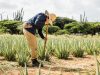 piantagioni-di-aloe-a-aruba