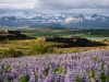 reykjavyk-e-lo-straripante-lupino-puntando-a-nord-e-inoltrandosi-verso-lestate-a-regalare-uno-spettacolo-di-ineguagliabile-bellezza-lislanda-in-questa-terra-maestosa-di-cascate-geyser-e-natura-selvaggia-a-partire-dalla-fine-della-primavera-il-panorama-si-tinge-di-lilla-grazie-ai-fiori-dei-lupini-importato-nel-xix-secolo-per-combattere-lerosione-del-suolo-e-allo-stesso-tempo-aumentarne-la-fertilit-il-lupino-venne-inizialmente-introdotto-inizialmente-solo-a-reykjavyk-dove-ad-esempio-potete-ammirarlo-concedendovi-una-rilassante-passeggiata-sul-lungomare-oggi-per-questa-pianta-domina-la-scena-di-tutto-il-paese-con-le-sue-tonalit-intense-che-variano-dal-viola-al-lilla-dal-blu-al-rosa-uno-spettacolo-difficile-da-descrivere-a-parole-da-vivere-con-tutti-i-sensi