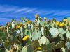 lanzarote-e-i-fiori-di-cactus-nelle-isole-delleterna-primavera-lanzarote-sinonimo-di-vulcani-campi-di-lava-rocce-dalle-forme-impossibili-terre-nere-e-rossastre-che-contrastano-con-le-caratteristiche-case-bianche-lazzurro-del-mare-e-il-celeste-del-cielo-il-paesaggio-della-pi-orientale-delle-isole-canarie-completato-da-austere-montagne-dai-dolci-rilievi-splendide-spiagge-di-sabbia-bianca-e-dorata-frondosi-palmeti-e-cactus-e-qui-lo-spettacolo-si-fa-interessante-in-primavera-quando-le-piante-grasse-germogliano-regalandoci-colorati-ed-eleganti-fiori-anche-se-effimeri-uno-spettacolo-ancor-pi-prezioso-da-ammirare-ad-esempio-al-jarden-de-cactus-che-ne-ospita-oltre-1400-specie