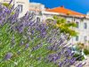 marsiglia-e-il-profumo-inebriante-della-lavanda-citt-vivace-e-cosmopolita-con-una-ricca-storia-e-cultura-marsiglia-si-affaccia-sul-mar-mediterraneo-dal-suo-vivace-porto-in-primavera-oltre-a-una-passeggiata-sul-lungomare-non-si-pu-non-andare-alla-scoperta-dei-suoi-giardini-pubblici-come-il-le-jardin-du-pharo-che-domina-la-cittdallalto-di-una-collina-e-le-parc-longchamp-che-ospita-un-acquedotto-e-diverse-specie-di-fiori-tra-cui-limmancabile-lavanda-per-un-itinerario-primaverile-marsiglia-non-pi-che-essere-il-punto-di-partenza-per-andare-alla-scoperta-della-provenza-e-in-particolare-delle-vicine-distese-di-lavanda-ad-aix-en-provence-e-valensole-la-maestosa-bellezza-dei-campi-purpurei-dalla-fragranza-fresca-e-inebriante-la-cornice-ideale-per-una-rilassante-passeggiata-in-unoasi-di-pace-immersi-in-unatmosfera-sospesa-e-senza-tempo