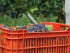 20-in-cammino-tra-i-vigneti-del-canavese