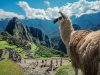 lama-nella-cittadella-di-machu-picchu-gihan-tubbeh