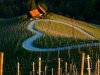 la-campagna-slovena