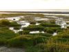 birdwatching-al-mare-di-wadden