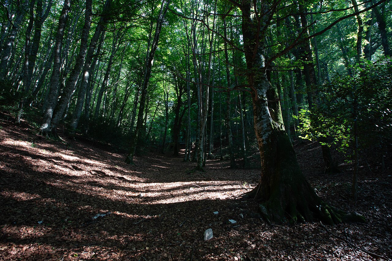 escursioni primaverili in Puglia foresta umbra