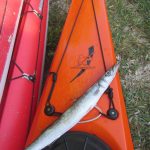 Barracuda