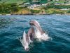 delfini-a-glengad-contea-di-donegal