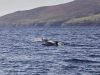 delfini-al-largo-della-blasket-islands-contea-di-kerry