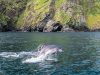 delfino-vicino-alla-costa-di-malin-head-nella-contea-di-donegal