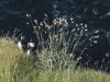 pulcinelle-di-mare-a-rathlin-island