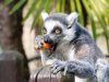 un-lemure-al-safariparkpombialemuriarch-fot-safari-park-pombia