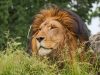 leoni-al-safaripark-di-pombialeonearch-fot-safari-park-pombia
