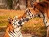 safaripark-a-pombia-arch-fot-safari-park-pombia