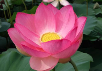 loto-fiore