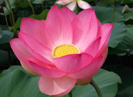 loto-fiore