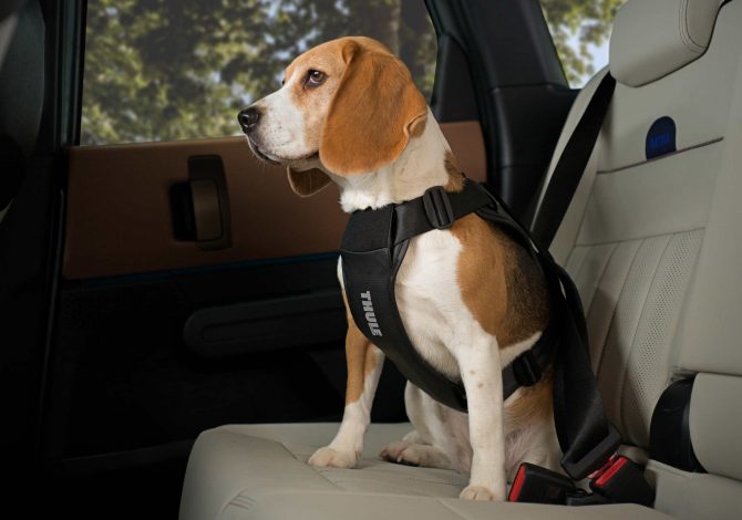 Thule Cappy