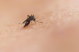 Con questi sintomi potresti avere la West Nile: ecco cosa fare Febbre del Nilo