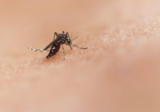 Con questi sintomi potresti avere la West Nile: ecco cosa fare Febbre del Nilo