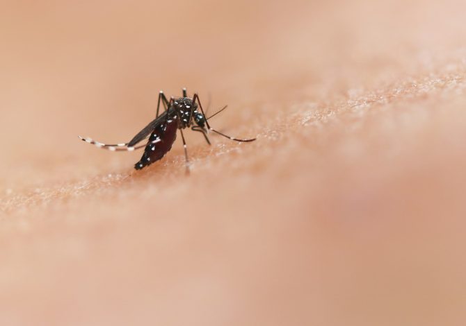 Con questi sintomi potresti avere la West Nile: ecco cosa fare Febbre del Nilo