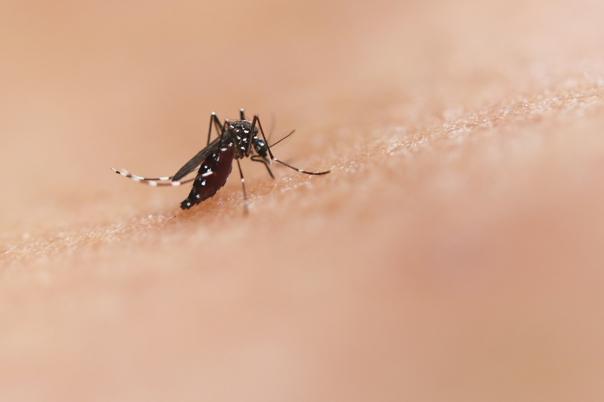 Con questi sintomi potresti avere la West Nile: ecco cosa fare