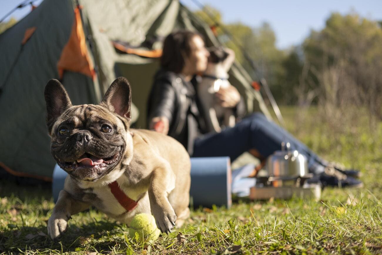 glamping pet friendly