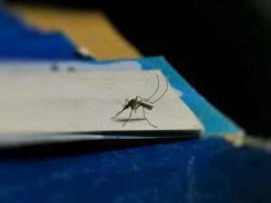 Non rischiare con le zanzare, così puoi proteggerti in modo naturale